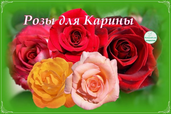 роза чайногибридная карина