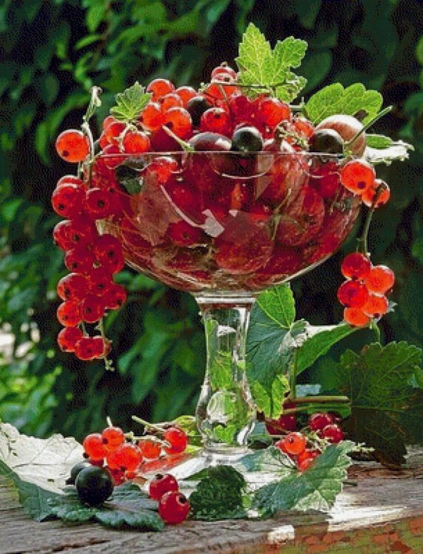 красная смородина