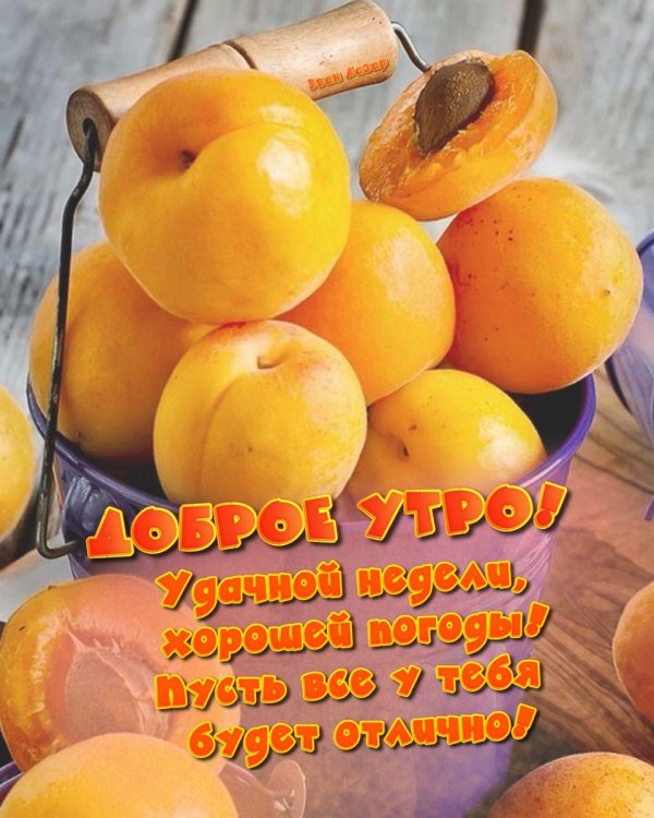 априкот абрикос