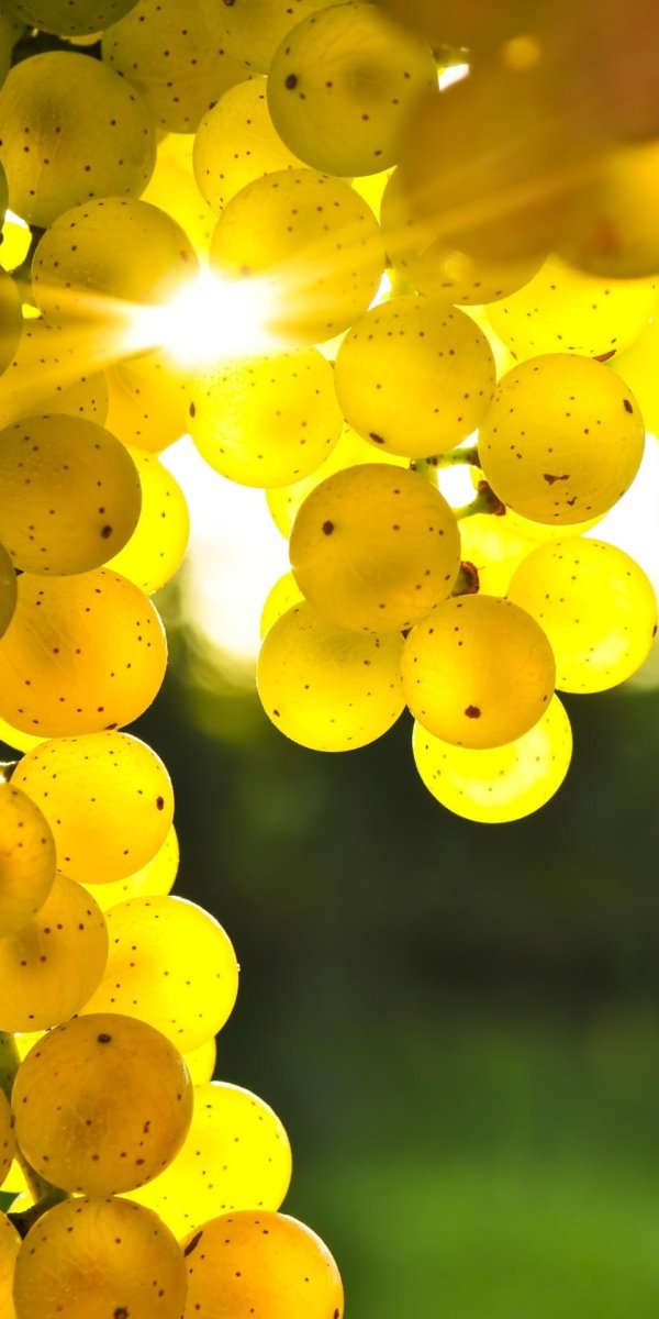 виноградная гроздь