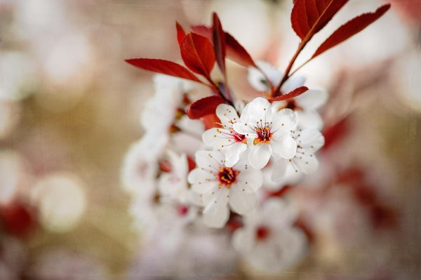 вишни в цвету