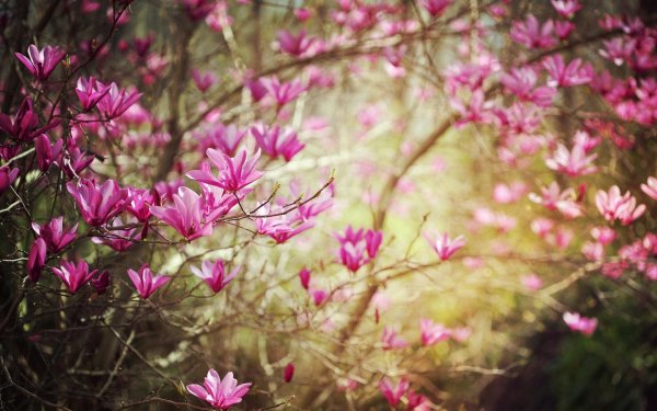 магнолии дерево