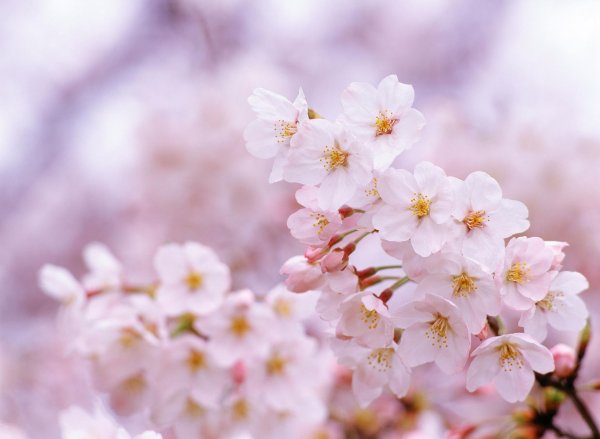 нежный цветок