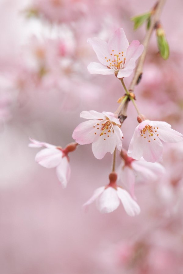 цветки вишни