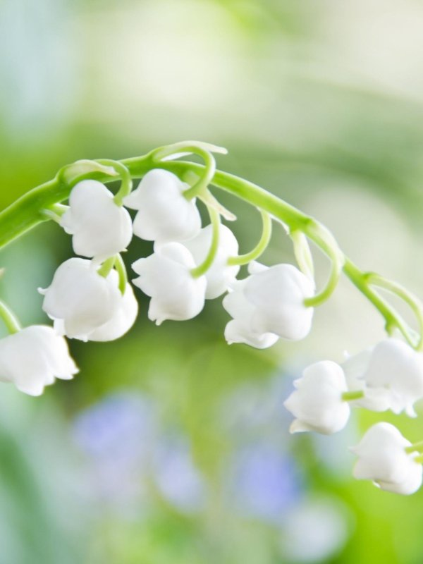 ландыш майский вайт