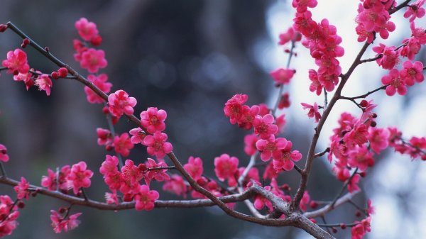 японская слива умэ