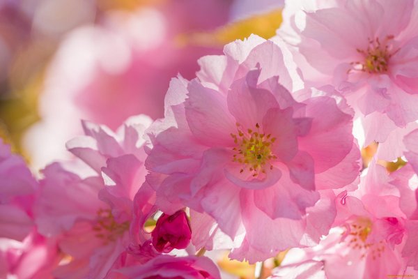 розовые вишни сакуры