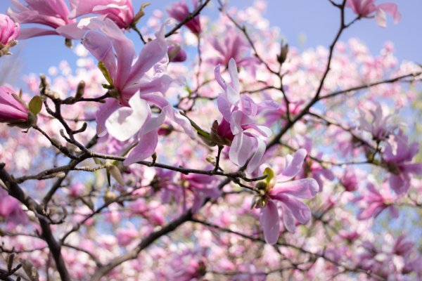 магнолия саржента