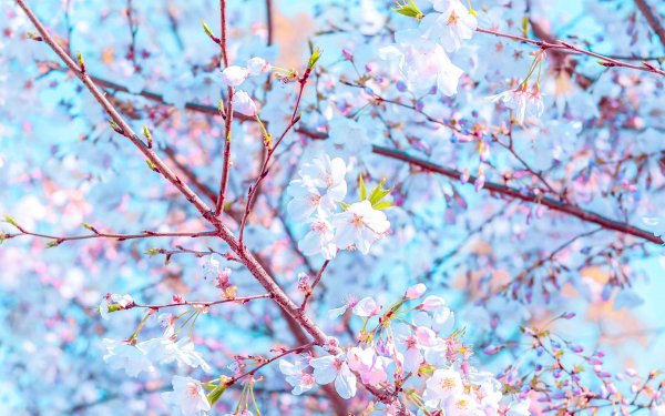 цветение весной