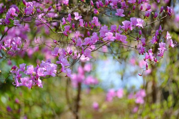 рододендрон даурский