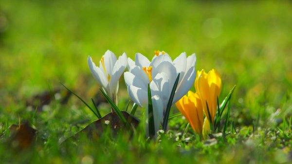 растение крокус