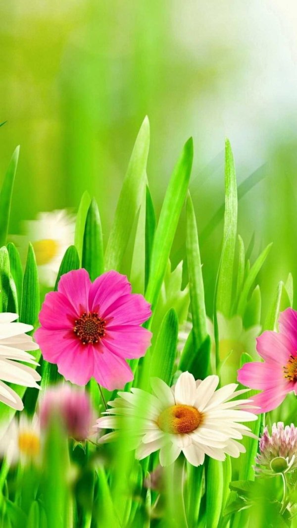 spring and summer flowers