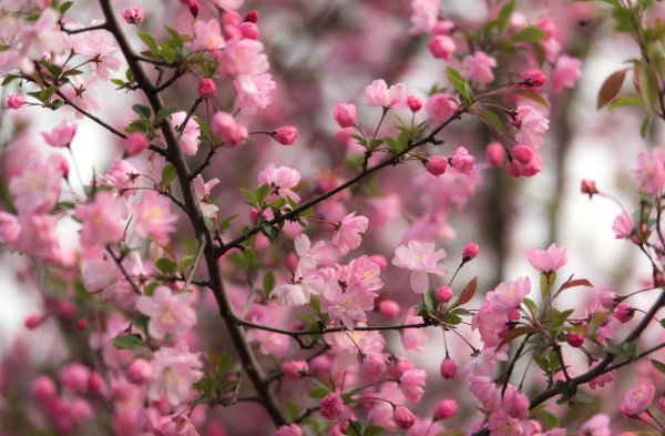 яблоня весной