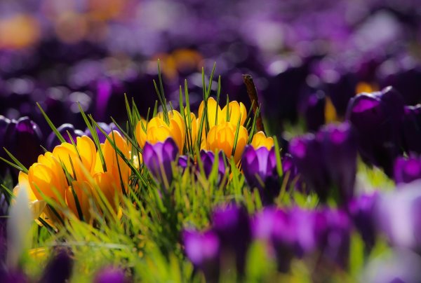 крокус желтый