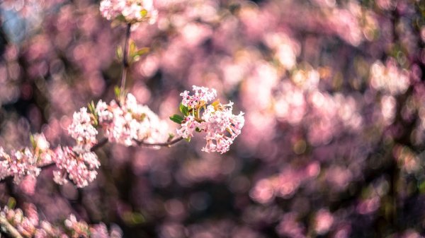 цветение весной