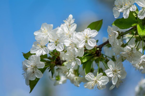 цветущая черешня