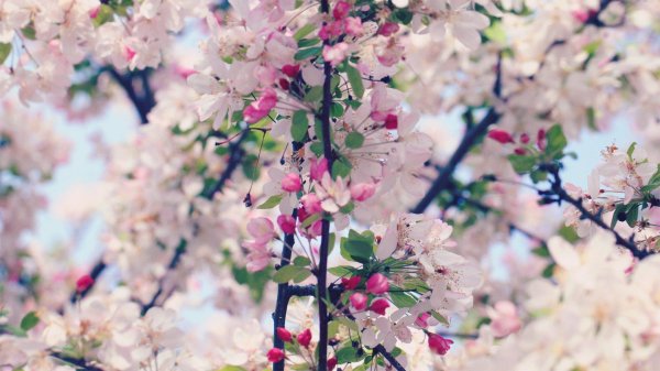 цветущие деревья