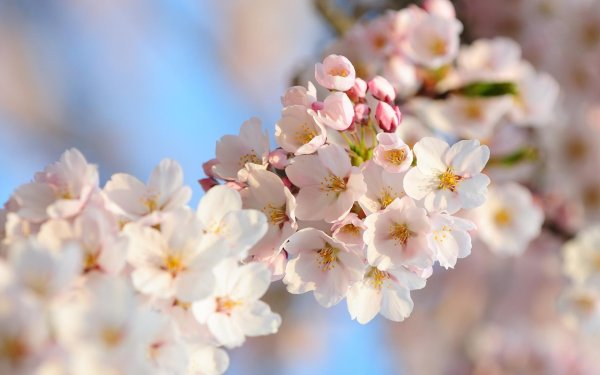 весеннее цветение