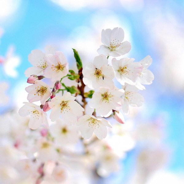 цветущие яблони