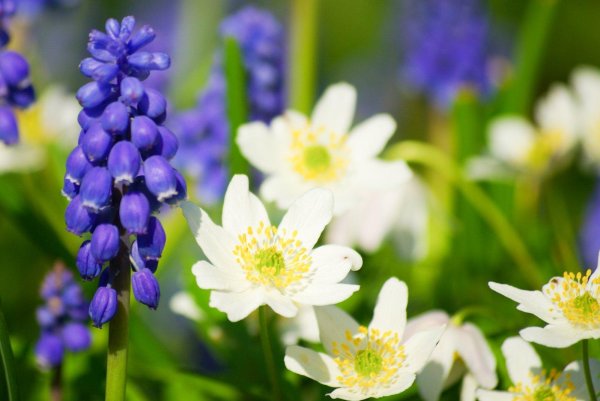 ветреница дубравная анемона