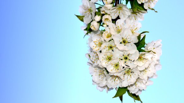 цветущая вишня