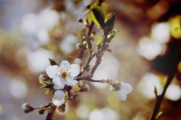 веточки цветущих деревьев