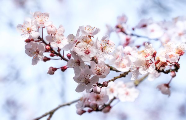 цветущее дерево