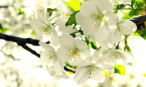 яблоня весной