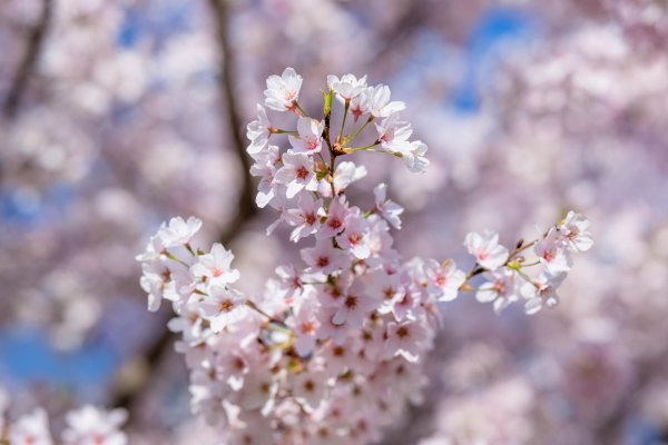 цветение вишни