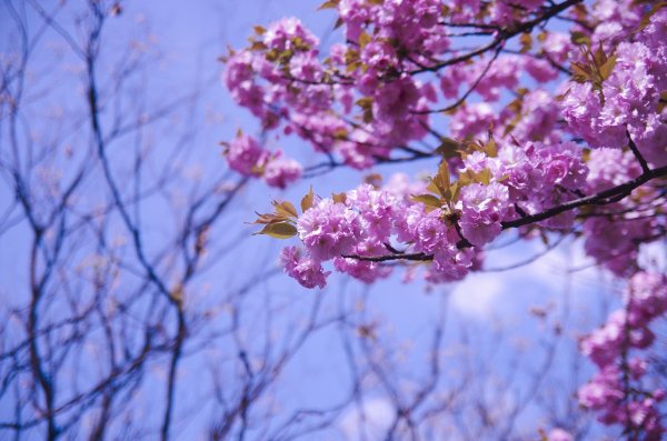 цветок весенний