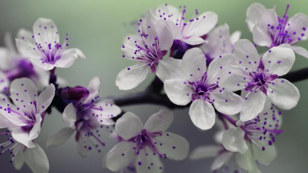 цветок красивый