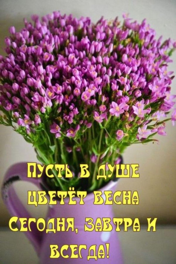 лимониум сафора