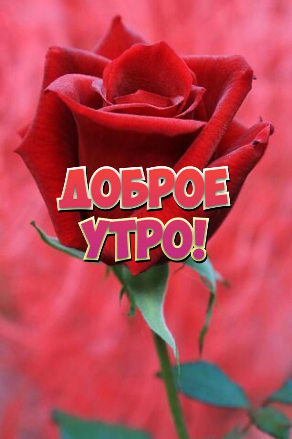 красная роза