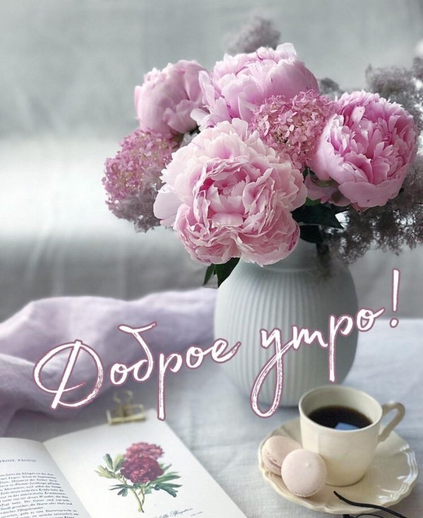 доброе утро с пионами