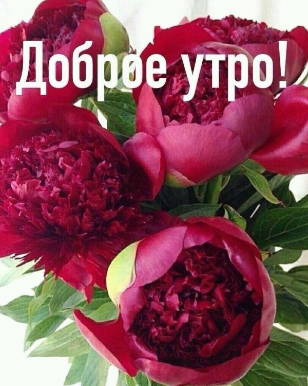 пион моисча