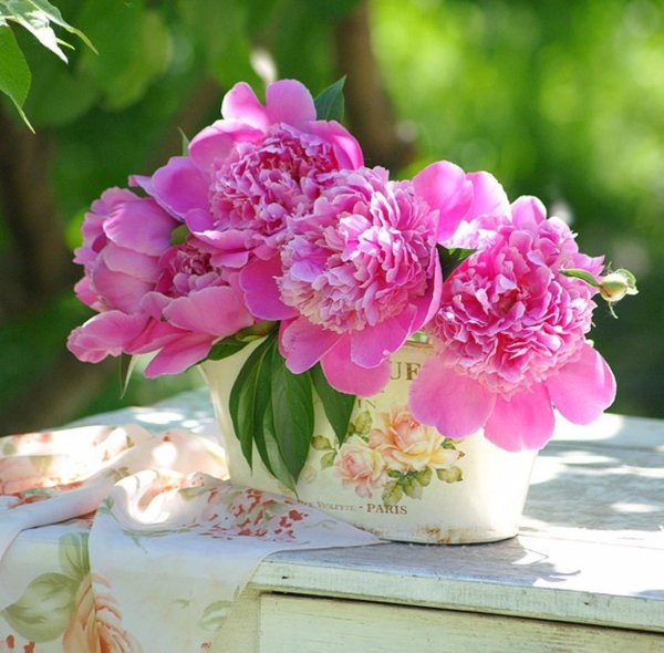 цветок пион