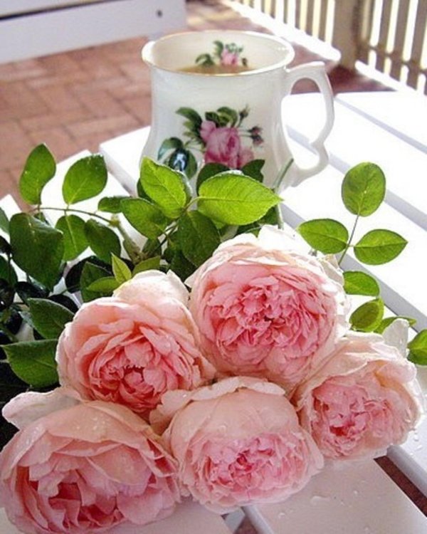 утренние пионы