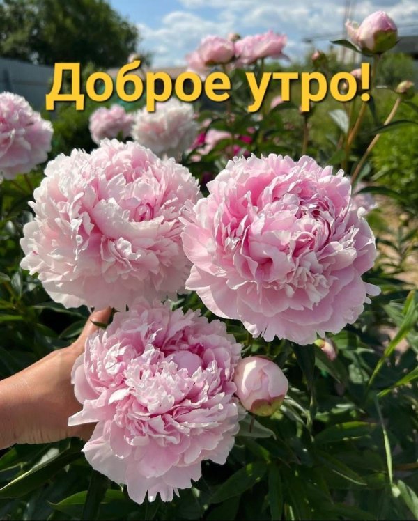 доброго утра летнего