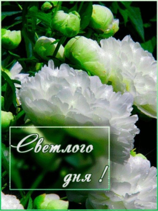 пион сенбернар