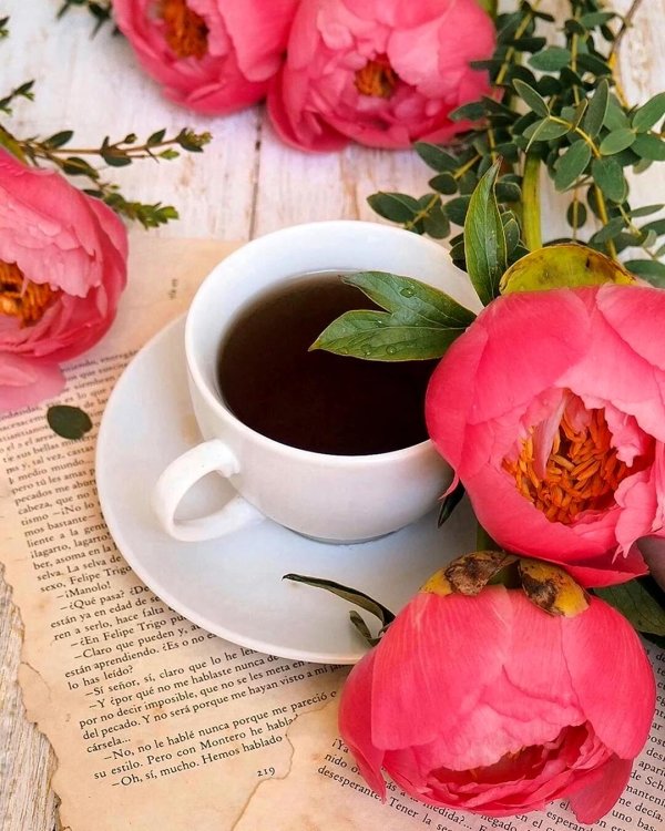 утренние пионы