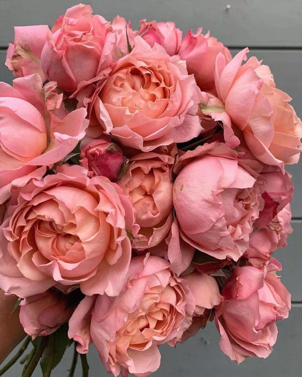 пионовидная роза