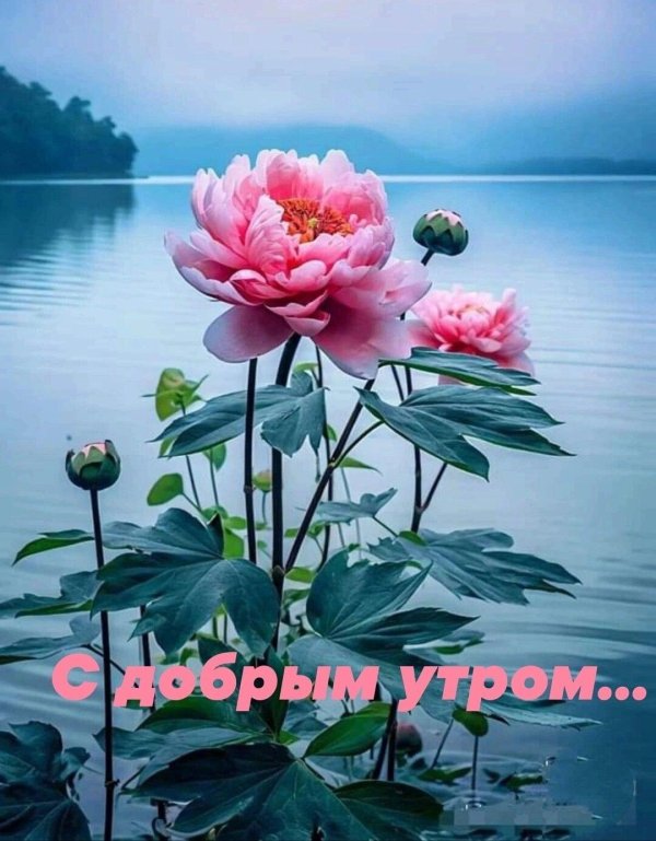 цветок пион