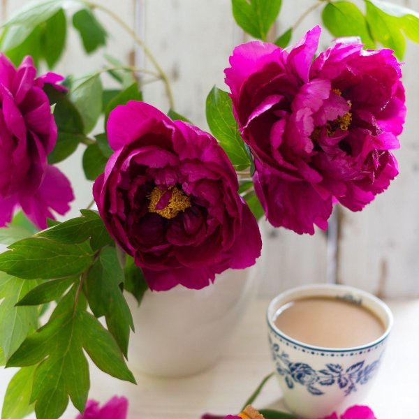 пион древовидный королевская мантия