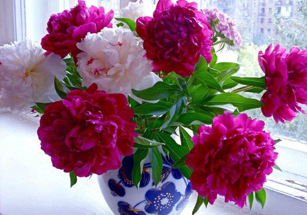 пион домашний