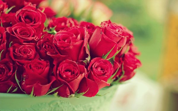 роза кустовая красная мирабель