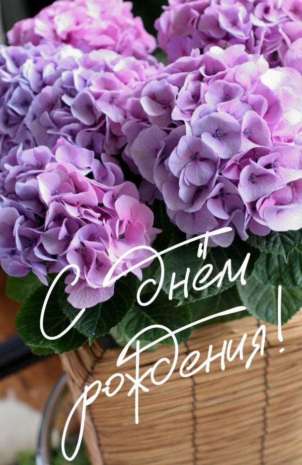 гортензии цветы