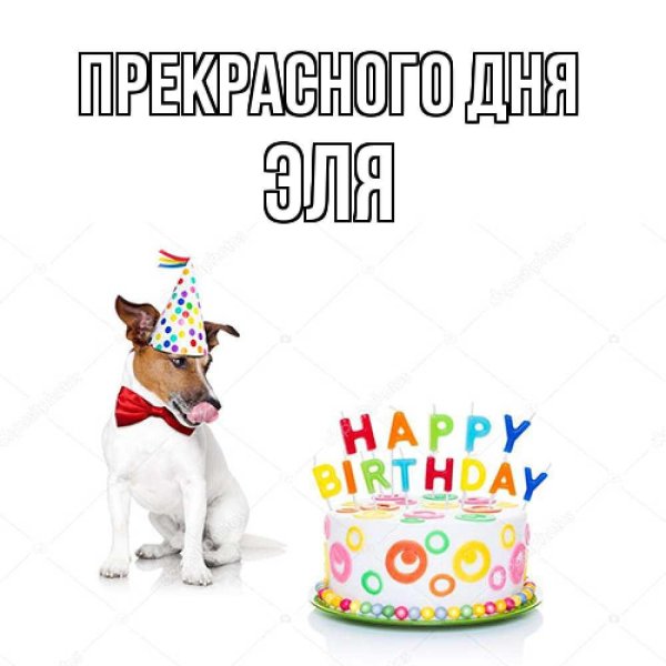 собачий день рождения джек рассел