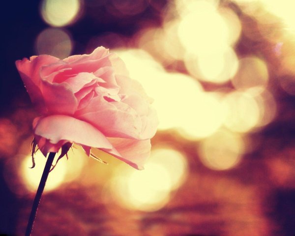 розовая роза