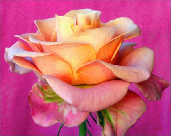 цветок красивый