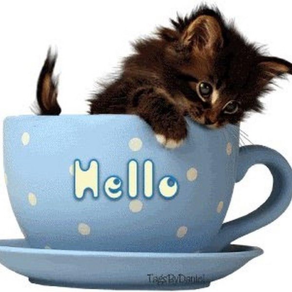 котенок в чашке